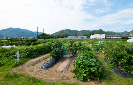 林田チャレンジ農園の農園区画の写真